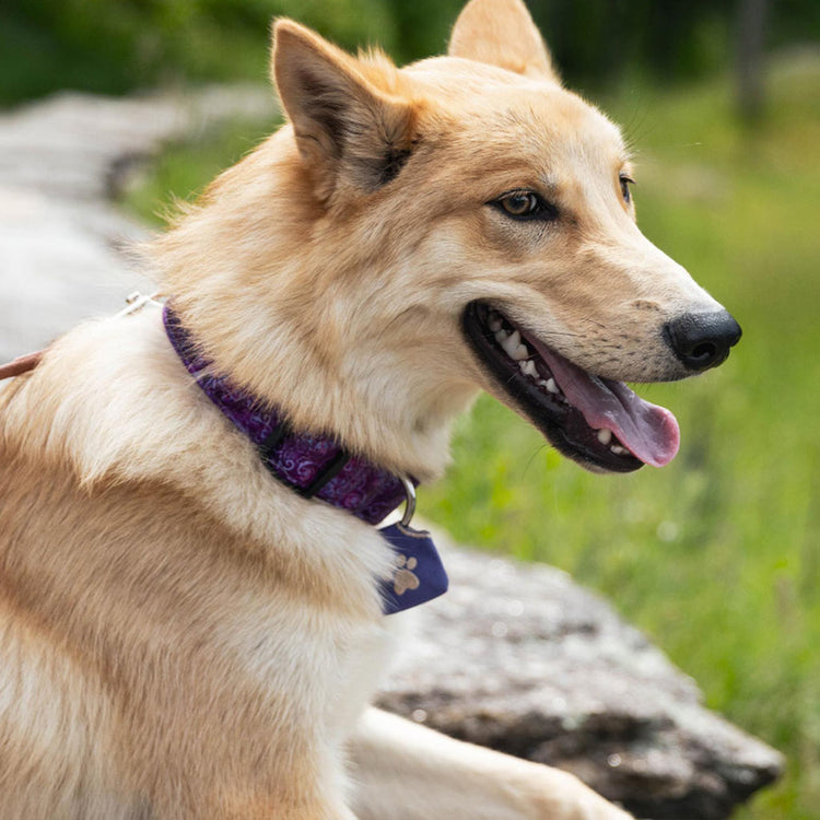 Dog Accessories